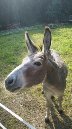 Val Di Non: animal farm